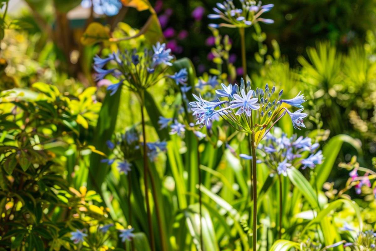 Faut-il tailler les fleurs séchées des agapanthes ?
