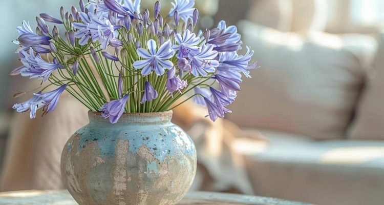 Faut-il tailler les fleurs séchées des agapanthes ?