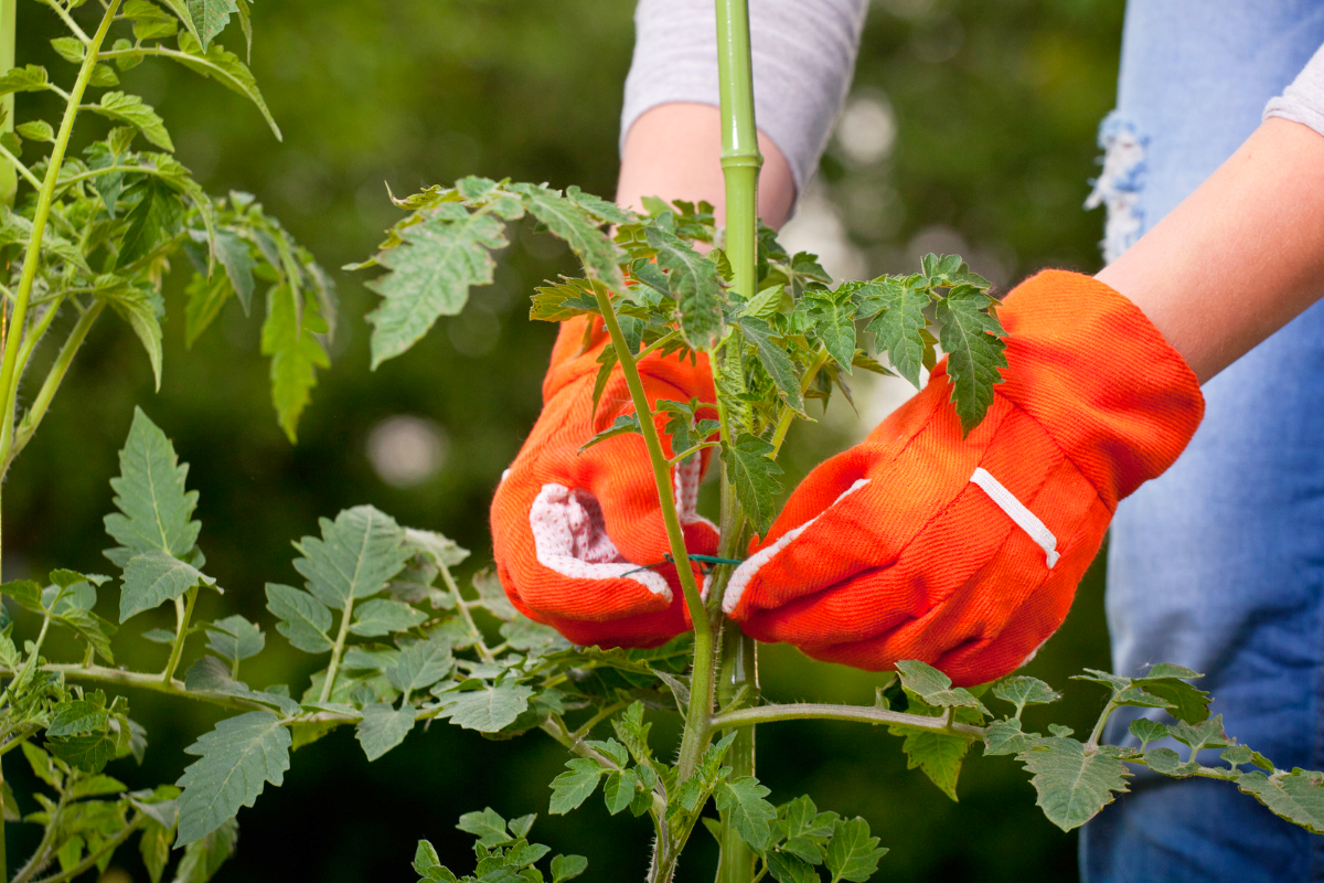 Cette méthode simple permet de faire pousser vos tomates plus rapidement Les tuteurs suspendus pour tomates