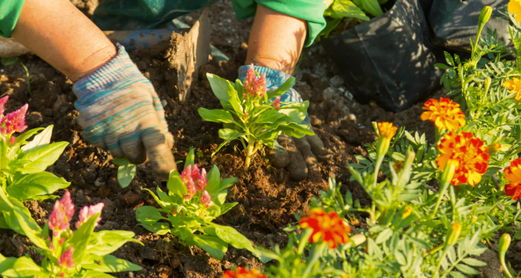 jardin avec plante vivaces (2)