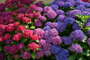 L'hydrangea