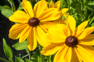 Rudbeckia hirta